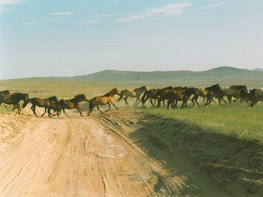 Der "Berufsverkehr" in Kirgisien bestand eher aus Tieren als aus Fahrzeugen. Wie überall auf der Welt haben diese Vorfahrt. 