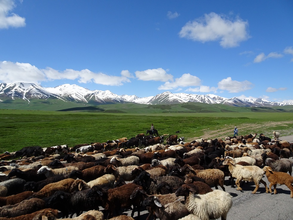 Hier eine Herde Ziegen in Kirgistan. Immer noch halten Tiere den Verkehr auf. Aber, man kann klar erkennen, dass die Straßen jetzt geteert sind. 